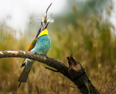 Dragonfly-eater