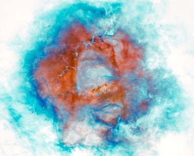 Winter Rose