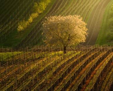 Lonely Tree
