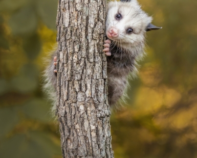 Peek-A-Boo