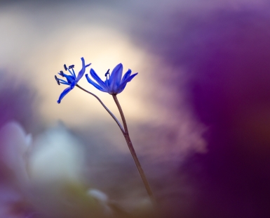 Purple Dream