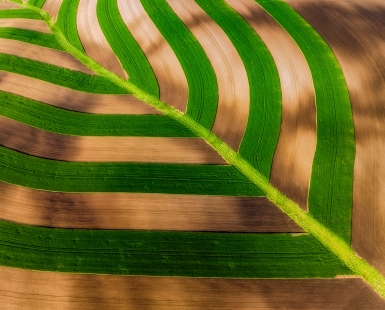 Agricultural leaf