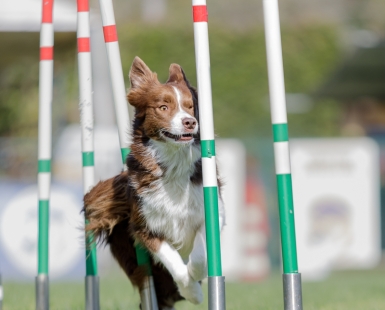 Slalom