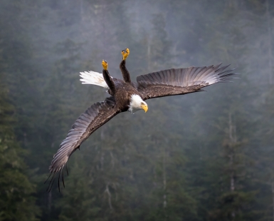 Inversion