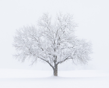 Snowy Morning