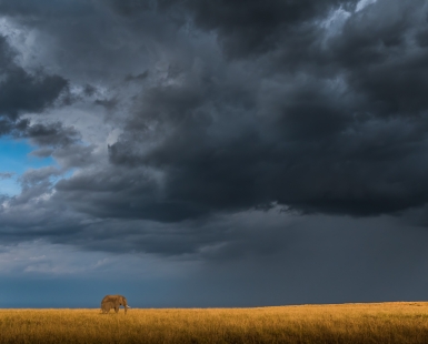Stormfront