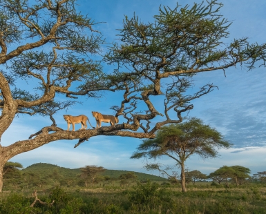 Vantage Point