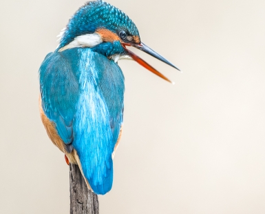 kingfisher