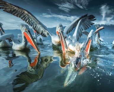 Catch the fish