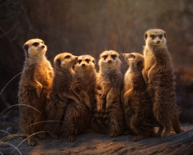 We are family