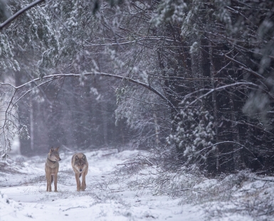 Wolfcouple