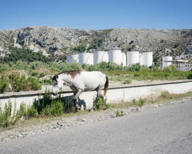 The white horse
