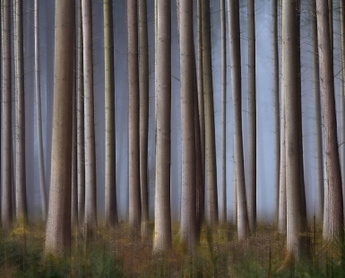 Panned forest in the morning