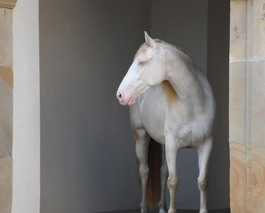 Horse Figure