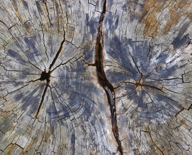 Walnut stump