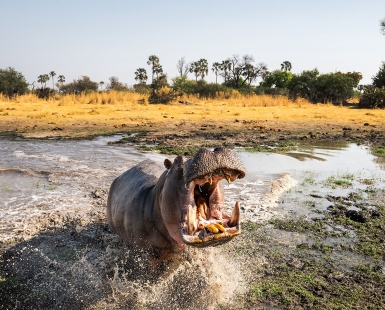 Hippo Attack