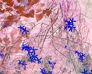 Blue flowers