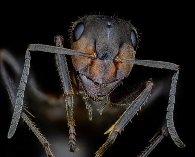 Ant