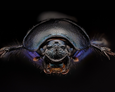 Forest Dung Beetle