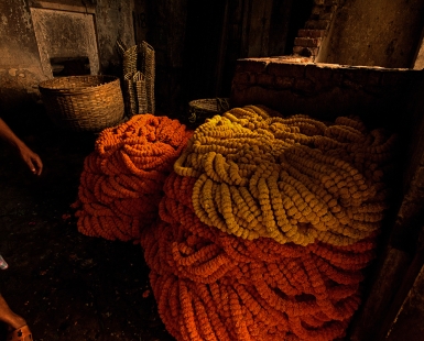 Marigold