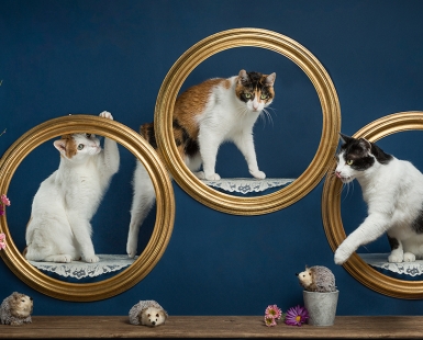 Playful cats
