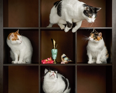 Cat cube