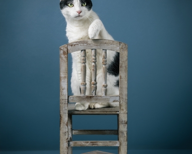 Koji on a chair
