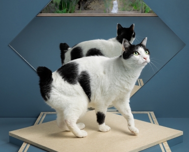 Mirror reflection