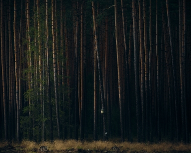 el Bosque