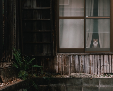 Cat in the Window