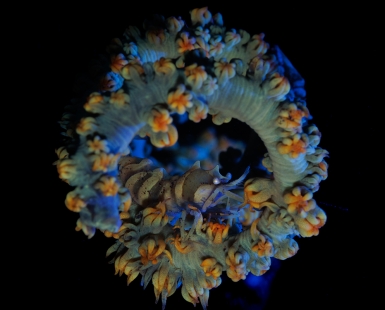 The Wheel Of Life