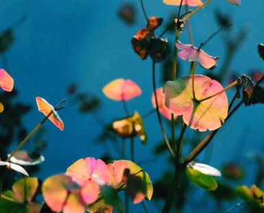 She sprouted love like flowers