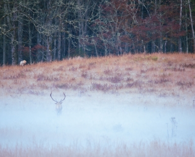Bones in the Fog