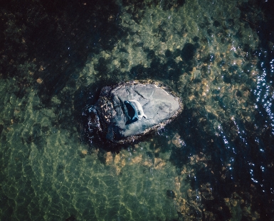 Lonely seal