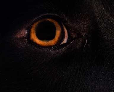 Eye of Horus