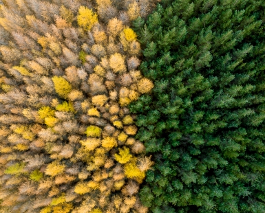 Forest Duel