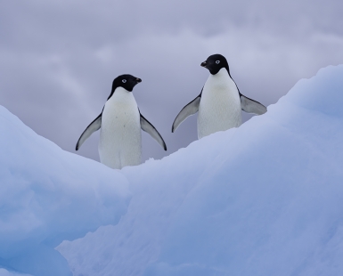 Penguin Chit Chat